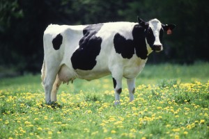 Female Cow