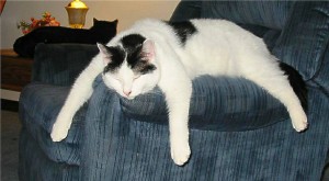 Sleeping Cat, coming up on February 28th: National Sleeping Day (Flickr)
