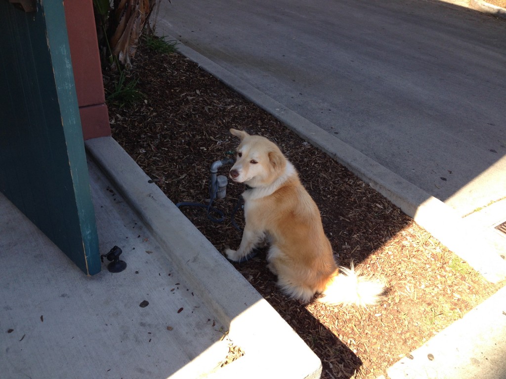 "Cute dog spotted outside Antioch waiting patiently for his owner" (Picture by Kirstine)