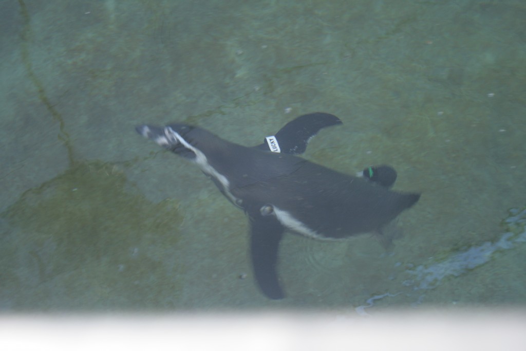 Lucky the Penguin out for a swim