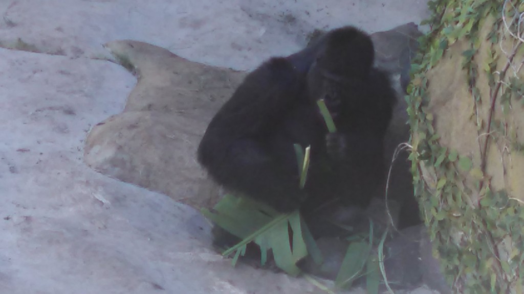 Day at the Zoo: What does the Gorilla think about you? 