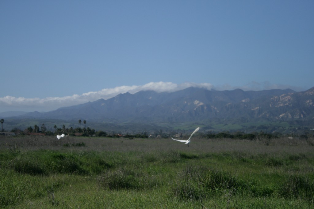 "Egret in flight in More Mesa, Goleta" (Picture by Sarah Villalobos)