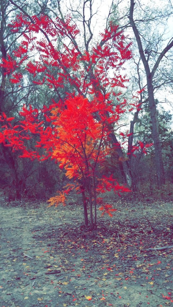 "Finding cool trees on a hike is always fun" Picture by Marissa Kochan