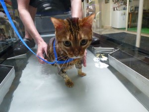 Cat on Underwater Therapy