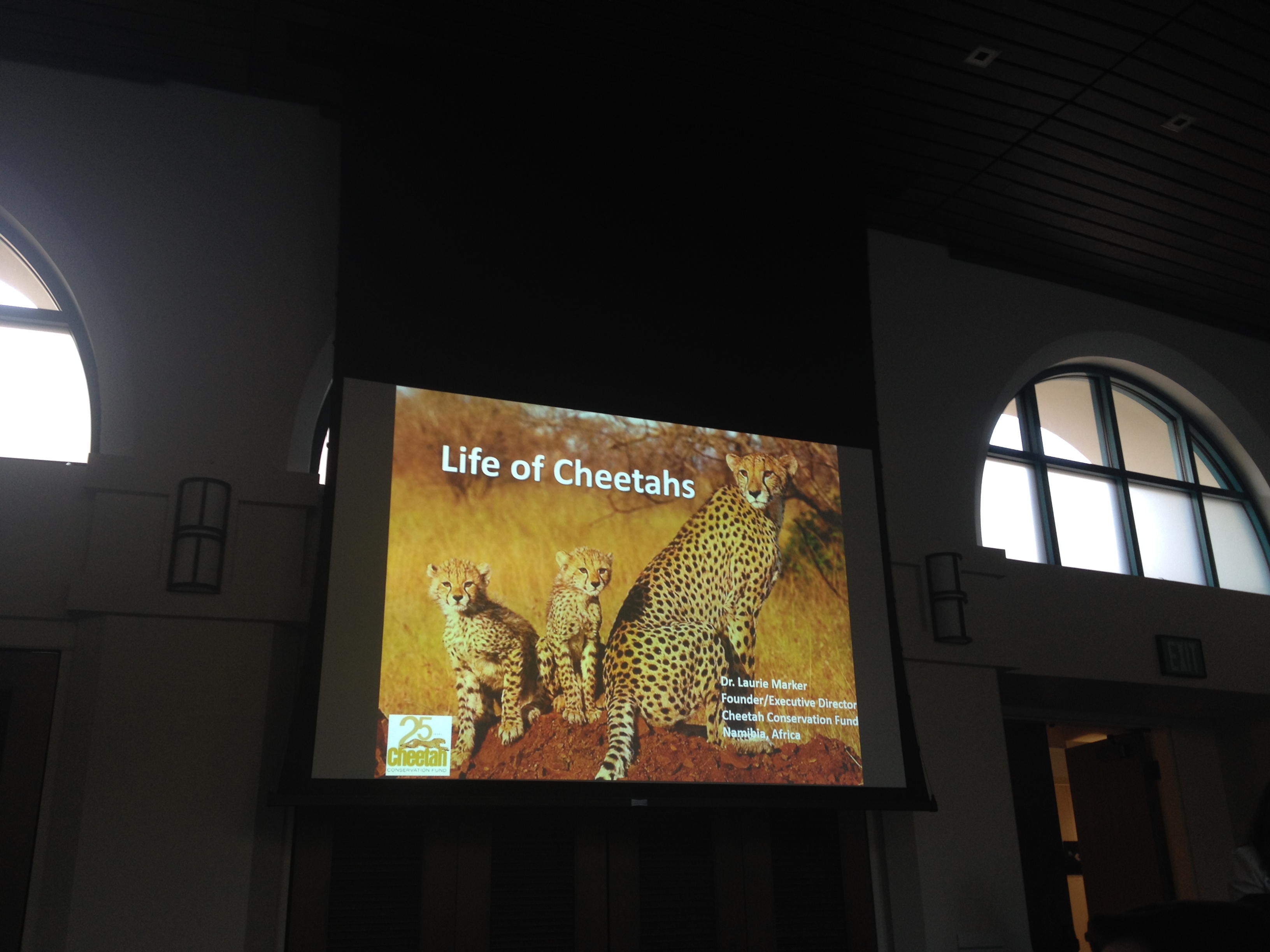 "Cats have tails to keep their cubs busy!" -Dr. Laurie Marker Speaking during the lecture about cheetah babies. 