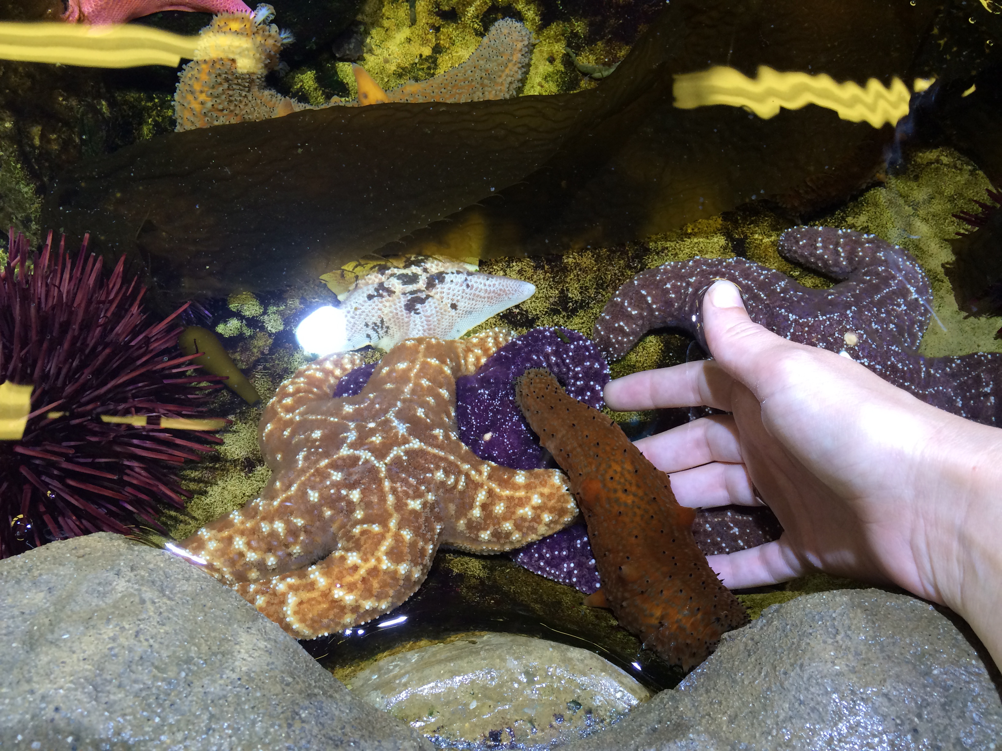 In the tide pool I was touching a sea cucumber on top of two star fish. On the far left is a sea urchin. 