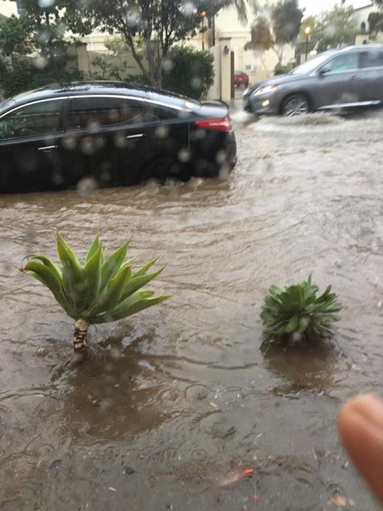 Water reached about two feet at times on Antacapa St. -A photo from Johni Hull