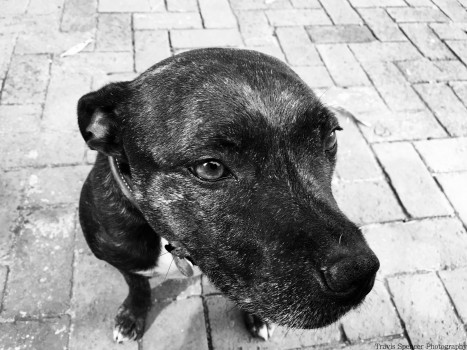 Meet Tippy. This beautiful English Staffordshire Bull Terrier needs weights to go on a walk but at night can snuggle like boss. - Travis 