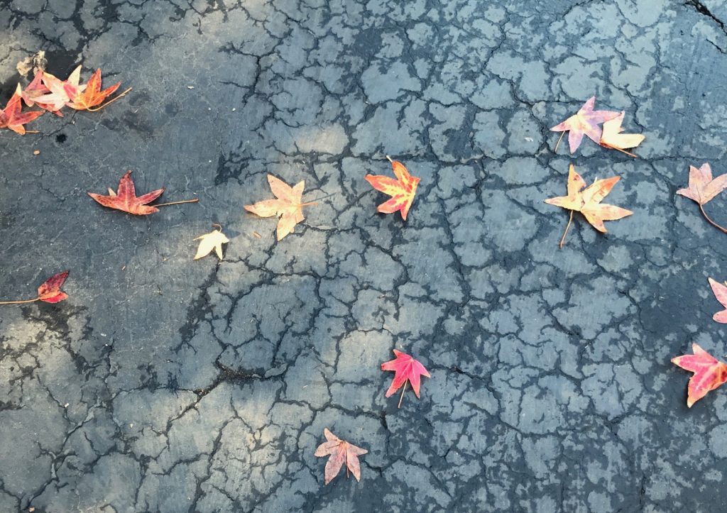 Little Autumn Leaves on Wet Pavement - A Big Thanksgiving Week Blessing in Thirsty Santa Barbara - Bronwyn Wallace