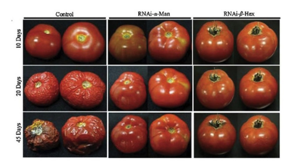 Control tomatoes' deterioration versus genetically modified tomatoes. Notice that genetically modified tomatoes could last longer than 45 days. (Photo Courtesy Assis Datta via ABC News)