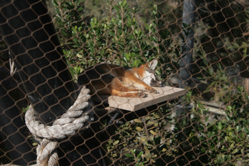 "Adorable channel islands fox enjoying the sun at santa Barbara Zoo" (Picture  by Sarah Villalobos)