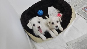 Two of the very happy puppies that found homes!