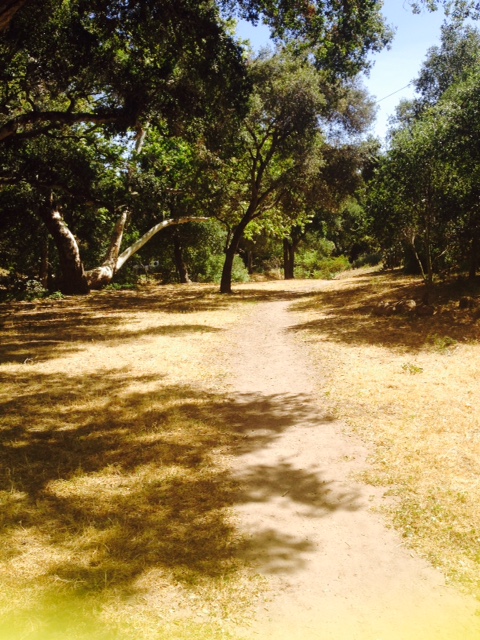 "Walking along a path on a beautiful Sunday at Stevens Park. Perfect place to have a picnic and barbecue as well on beautiful SB weekends!" -Sujin Chon