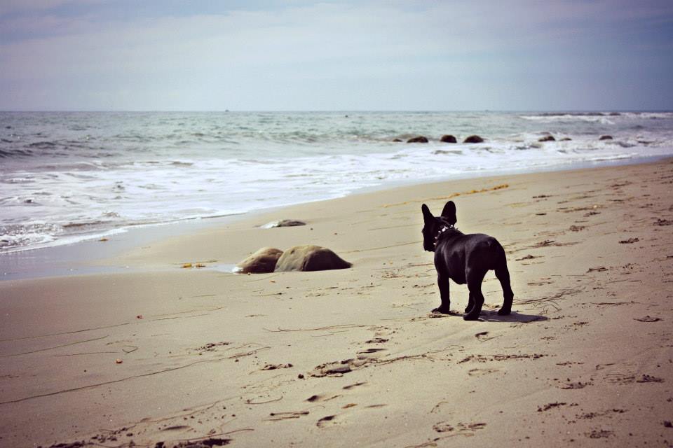 "The best things in life are dogs and the ocean." -Kari Jensen