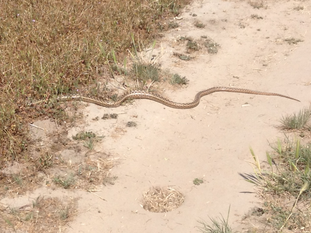 I interrupted this  California Gopher Snake sunning on the bike path in Isla Vista. -Jon Parra