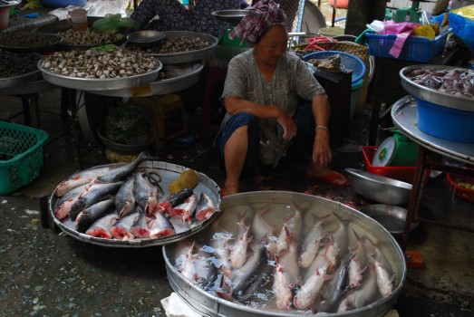 With over 4.2 million fishes caught each year, Thailand is under the Top 10 of world's biggest fishery countries
