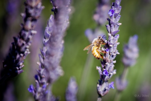 Bees and lavender.