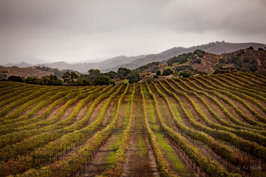 Vineyard in the Santa Ynez Valley.