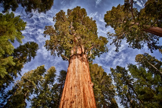 The famous General Sherman Tree, Sequoia national Park.