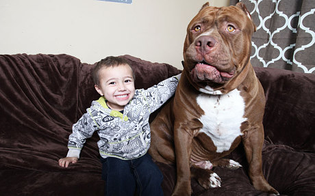 175 pound Hulk made headlines as the largest and friendliest Pit Bull on the planet. 