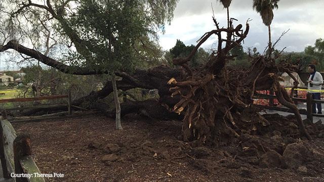 The wind and rain was so strong it knock down a 19th Century pepper tree at the Old Santa Barbara Mission.