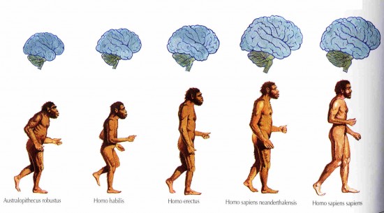 httpwww.createwebquest.com/nowman/evolution-homo-sapiens-0