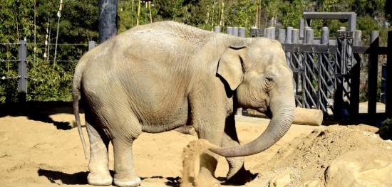 Week 4-No sweat glands, speed up to 4 mph and largest land mammal only adds up to the Asian Elephant named Mac at the SB Zoo. -Travis Spencer