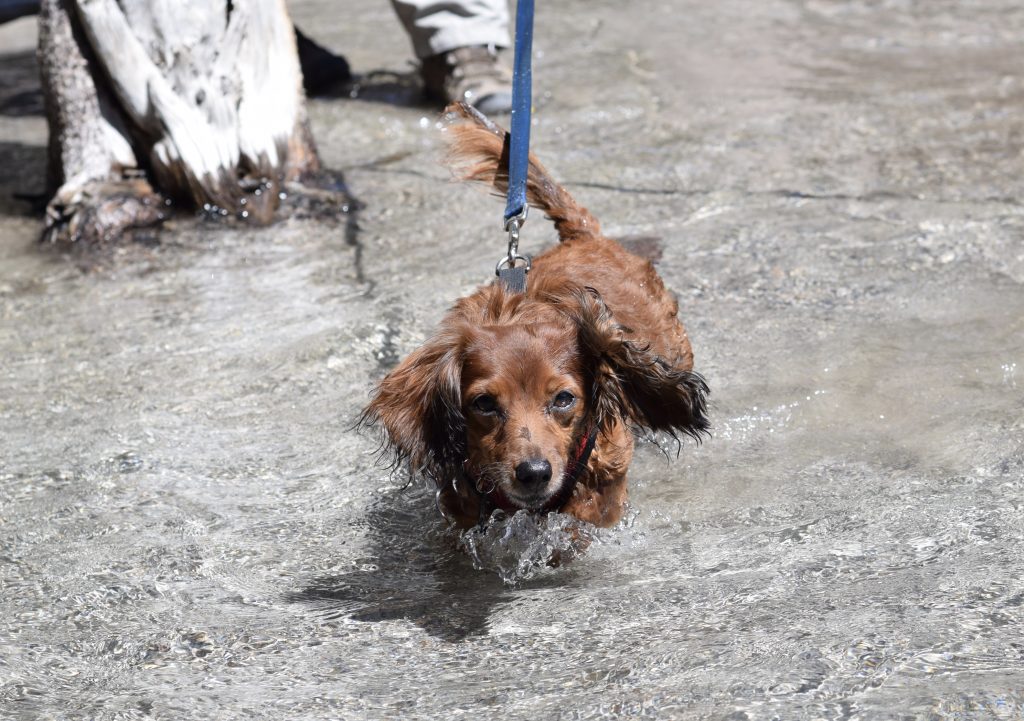 My 8 year old mini dachshund Calo enjoying the water for the first time - Travis Spencer
