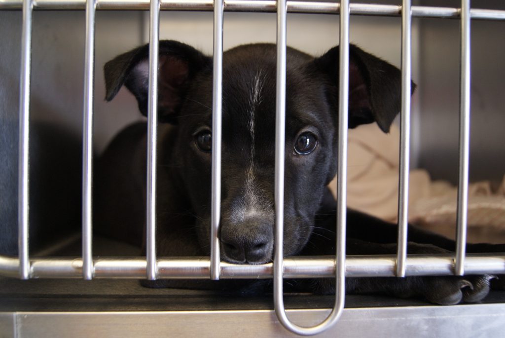 How Breed SpecificLegislation is Affecting Animal Shelters