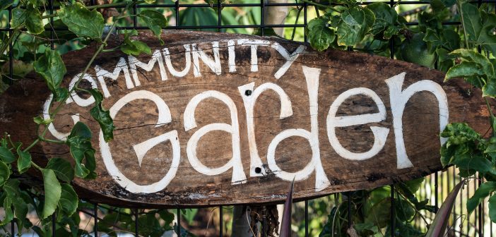 To Give is To Grow: Community Gardens Fight Food Insecurity